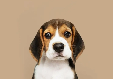 Lindo cachorro Beagle